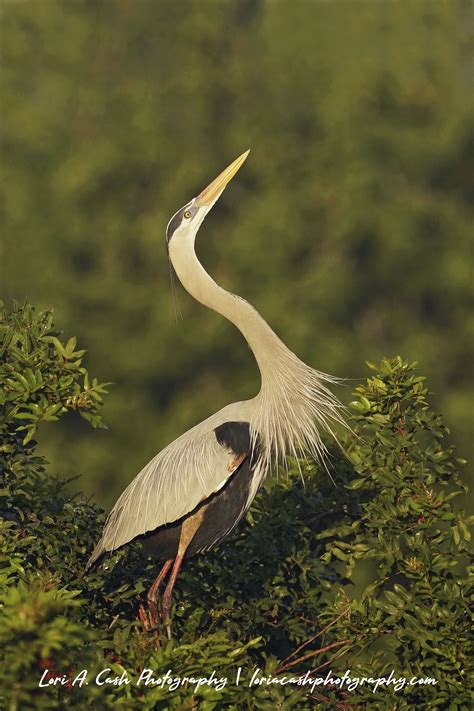 Great Blue Heron Mating Display | Heron photography, Blue heron, Bird