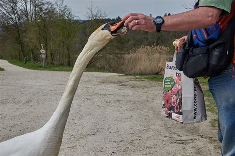 Swan Feed Hand - Free photo on Pixabay