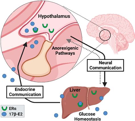 figure   role  estrogen receptor   aging  chronic disease