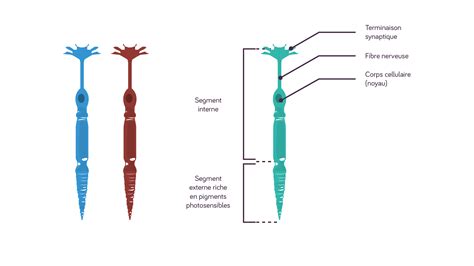 R Le Des Photorecepteurs Et La Perception Des Couleurs