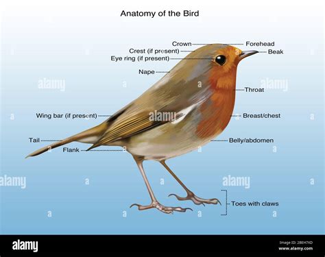 Esf Rico Autom Tico Premonici N Aves Anatomia Almac N Del Sur Como Eso