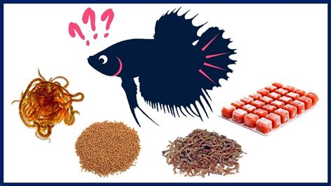 Betta Fish Series - Betta Fish Food Guide