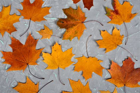 Maple leaves background on Behance