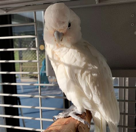 Goffin Cockatoo - Parrot For Sale