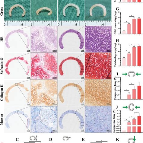 Cartilage Regeneration Using Chondrocyte‐loaded Dwjma Hydrogels In Nude