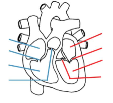 Heart Chambers Valves Diagram Quizlet