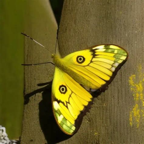 Yellow Butterfly Meaning and Symbolism of Seeing One