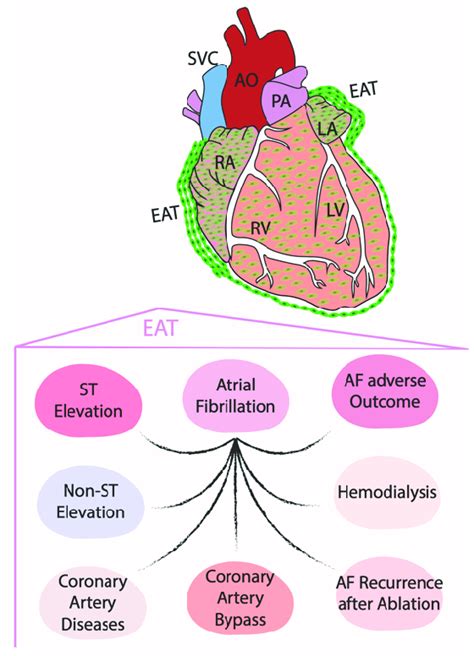 Schematic Representation Of The Contribution Of The Epicardial Adipose Download Scientific