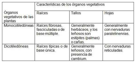 Cuadros Comparativos Entre Monocotiledoneas Y Dicotiledoneas Cuadro Comparativo