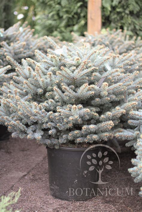 Ель колючая Glauca Globosa