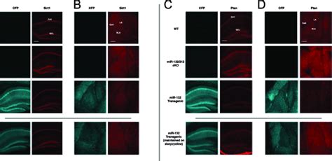 Expression Of Sirt And Pten Within The Forebrain Of Wt Mir