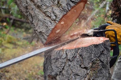 How To Safely Cut Down A Tree