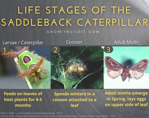 The Dangerous Saddleback Caterpillar – What You Need To Know – GrowIt BuildIT