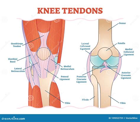 Vektor Illustrationsentwurf Der Knie Sehnen Medizinischer Anatomisches