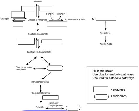 Solved Glucose 2 Nadp 2 Nadph Glycogen Glucose 6 Phosphate Ribulose 5 Phosphate Nucleotides