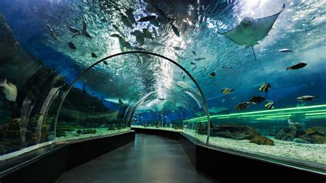 Dubai Mall Aquarium – Acorn Tourism