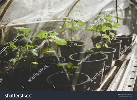 3,283 Plant Growing Tents Images, Stock Photos & Vectors | Shutterstock