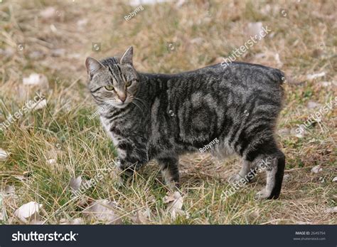 Brown Classic Tabby Manx Cat Outdoors Stock Photo 2649794 - Shutterstock