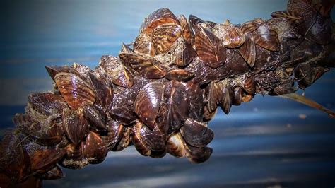 The Hidden Devastations Caused By Zebra Mussels Youtube