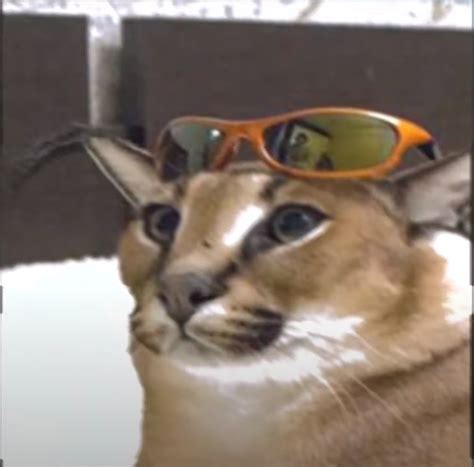 Create meme "animal, cat, cat" - Pictures - Meme-arsenal.com