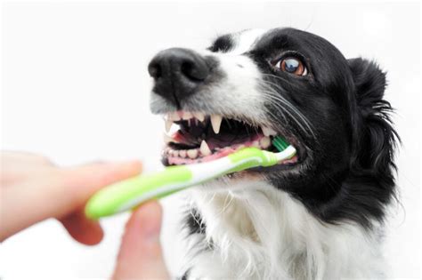 How to Remove Tartar from a Dog’s Teeth? (3 Ways)