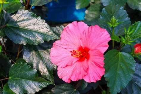 Hibiscus Flower Hibiscus Rosa Sinensis L Is A Shrub Of The Malvaceae