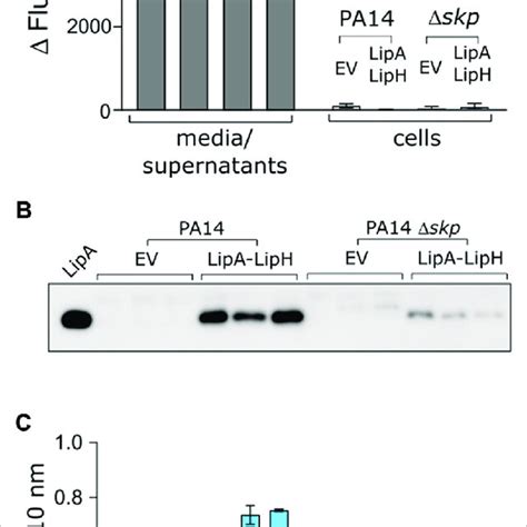 Deletion Of Skp Gene In P Aeruginosa Abolishes Lipa Secretion A The