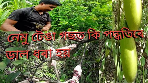 নেমুটেঙা গছৰ কি পদ্ধতিৰে ডাল ধৰা হয় জানো আহক Youtube