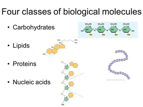 Biology I Biomolecules Flashcards Quizlet