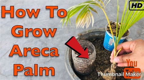 How To Grow Areca Palm Plant Grow Areca Palm From Cutting YouTube