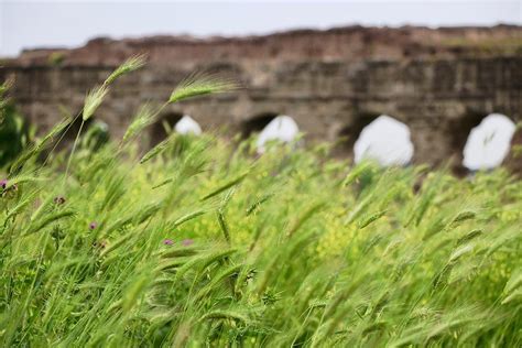 Aqueduct Park Rome 2 Photograph by Jim Albritton | Fine Art America