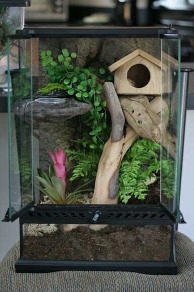 Crested Gecko Habitat Tank Setup