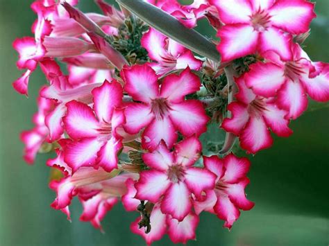 Adenium obesum (Desert Rose) - World of Flowering Plants