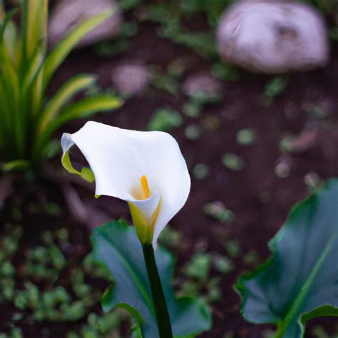 Descubra Se A Planta Copo De Leite Venenosa E Saiba Como Cuidar Dela