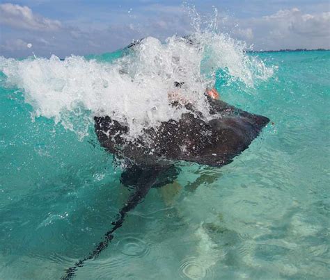 Stingray City & Snorkel Excursions in Grand Cayman: SNORKELLING ...