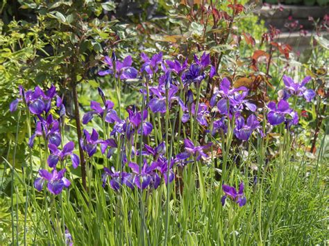 A Clump Of Purple Irises Flowering In A Garden 3736434 Stock Photo At