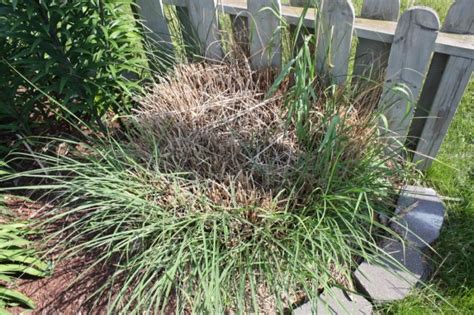 How To Divide Ornamental Grass Backyard Gardening Blog Backyard Gardening Blog