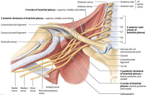 Brachial Plexus And Median Nerve Flashcards Quizlet