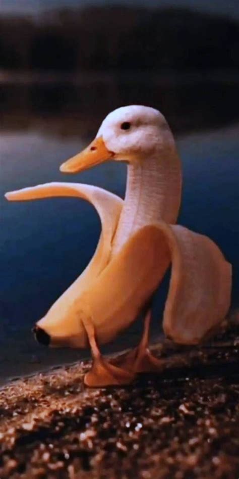 Banana Duck Wallpaper By Asquisnt Free On Zedge Duck