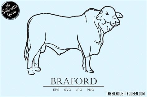 Braford Sketch Svg Cattle Mammals