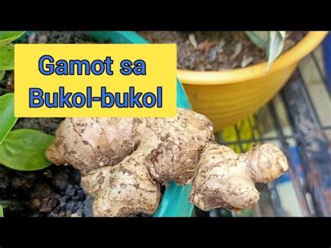 Gamot Para Sa Bukol Medicine For Lump Herbal Halamang Gamot Youtube