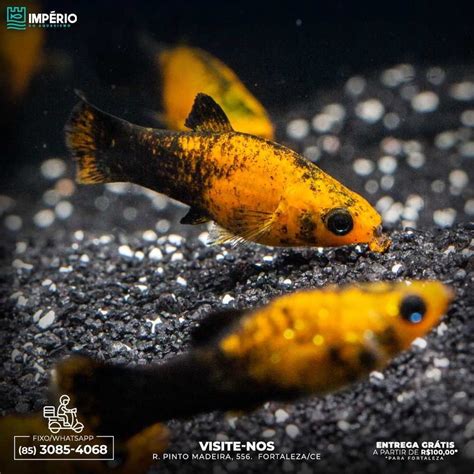 Jual Ikan Hias Golden Black Moli Molly Aquascape Shopee Indonesia