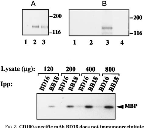 Figure 3 From The Human Semaphorin Like Leukocyte Cell Surface Molecule