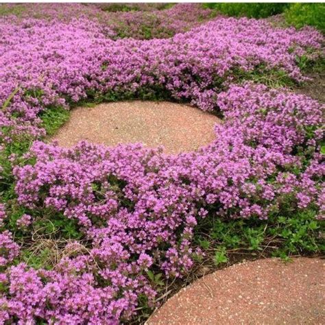 X Thymus Praecox Purple Beauty Thym Rampant En Pot X Cm Prix