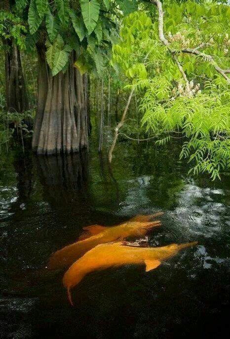 Amazon River Dolphins Swimming in Natural Habitat