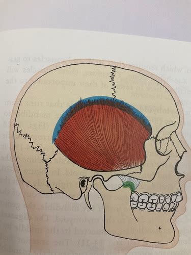 TMJ Muscles Origin And Insertion Flashcards Quizlet