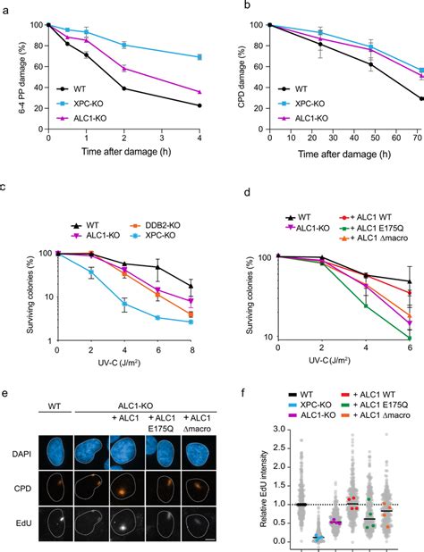 Alc1s Atpase Activity Stimulates Xpc Dependent Dna Repair A