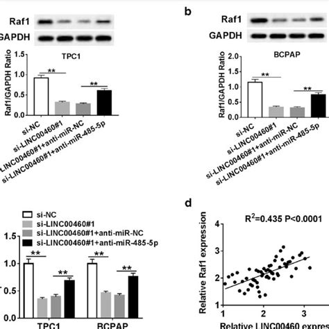 LINC00460 Regulated Raf1 Expression Through MiR 485 5p In PTC Cells