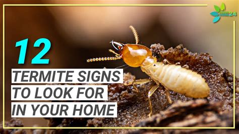 Termites In Home