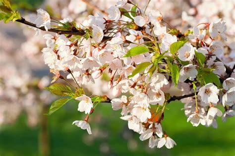 Sakura Ou Flores De Cerejeira Rosa Florescem Na Primavera Em Fundo